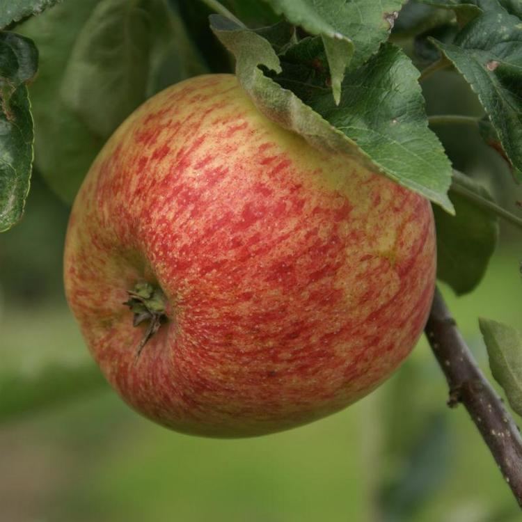 Duchess of Oldenburg (apple) Duchess of Oldenburg Apple Apple Trees Stark Bro39s