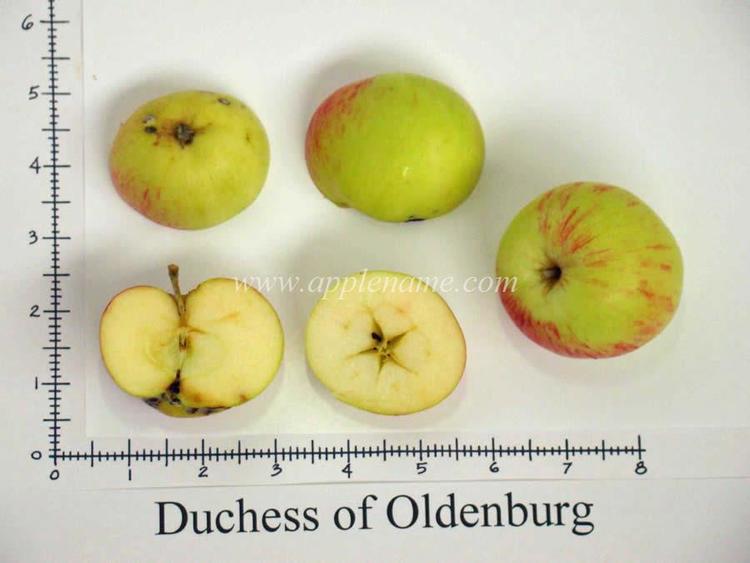 Duchess of Oldenburg (apple) How to identify the Duchess of Oldenburg apple variety