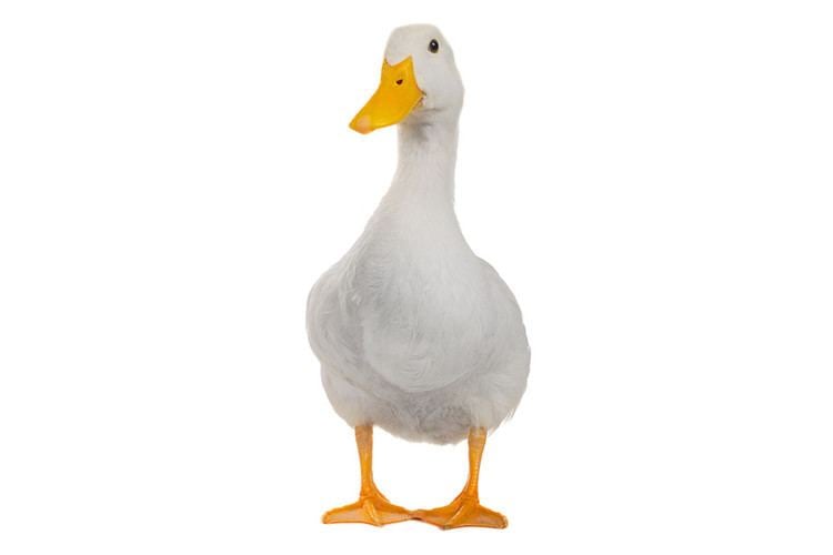 Duck 2048 DUCK