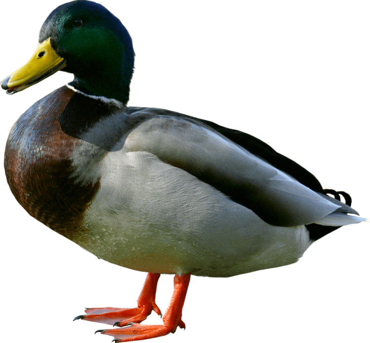 Duck Duck PNG image free download