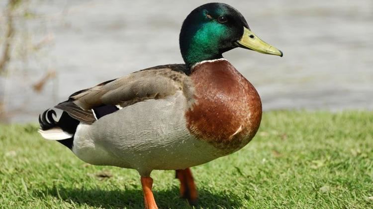 Duck Mallard Duck