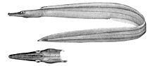 Duck-billed eel httpsuploadwikimediaorgwikipediacommonsthu
