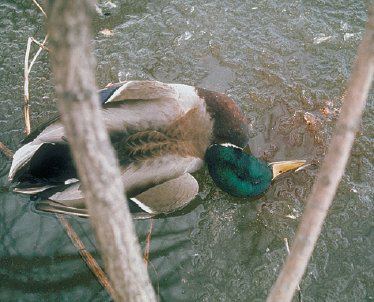 Duck plague