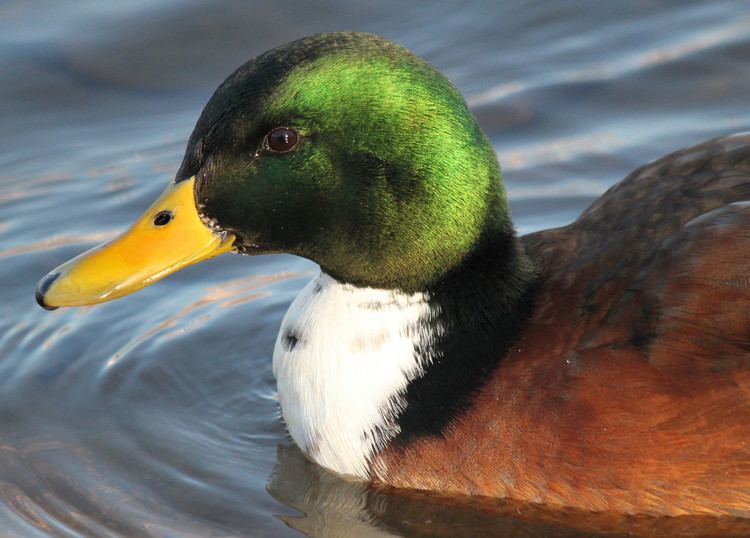 Duclair duck The beauty of the bibbed mallard aka Duclair duck Flickr