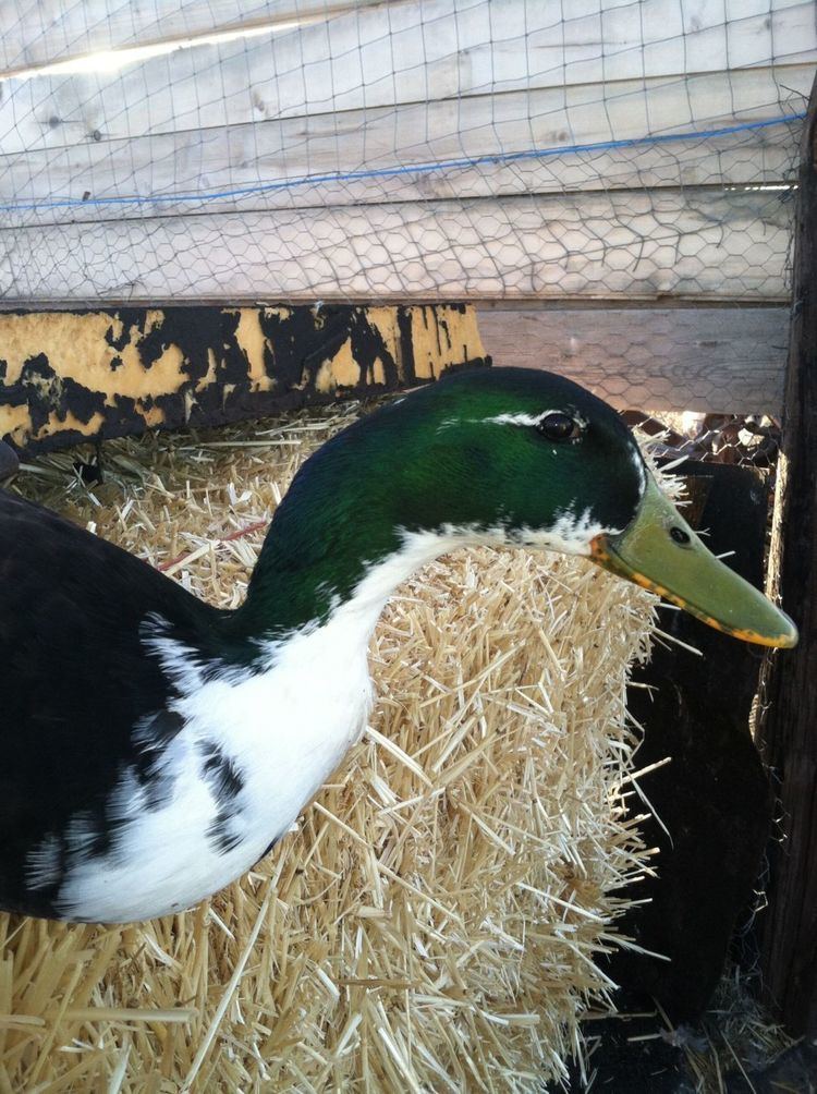 Duclair duck The Duclair