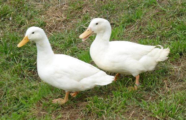 Duclair duck Duclair Ducks for Sale Metzer Farms