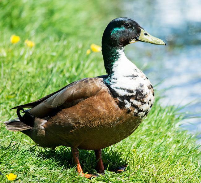 Duclair duck Duclair Duck
