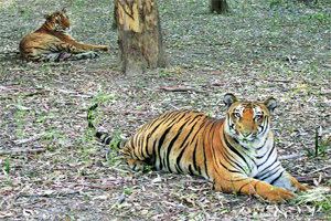 Dudhwa Tiger Reserve Tourists out but trains still chug across Dudhwa tiger reserve