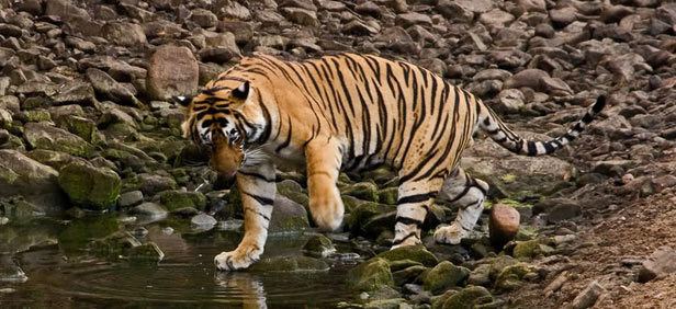 Dudhwa Tiger Reserve Dudhwa Tiger Reserve Dudhwa National Park Dudhwa Wildlife Sanctuary