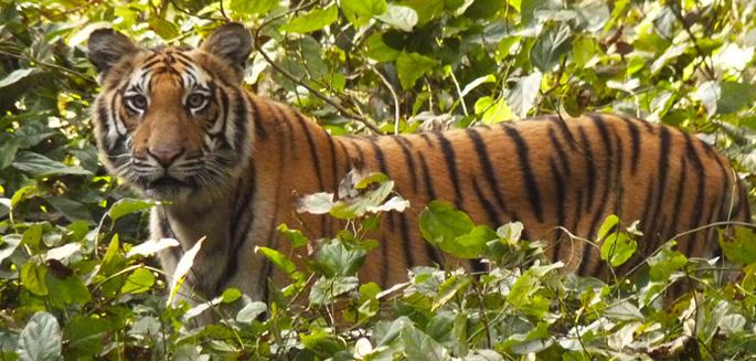 Dudhwa Tiger Reserve wwwtourmyindiacomblogwpcontentuploads20140
