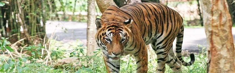 Dudhwa Tiger Reserve Dudhwa Tiger ReserveDudhwa Tiger Reserve Uttar Pradesh