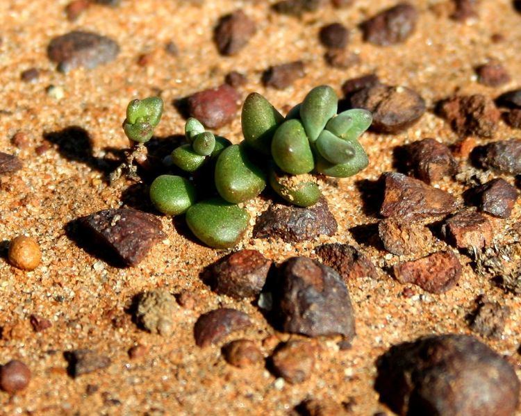 Dudleya brevifolia