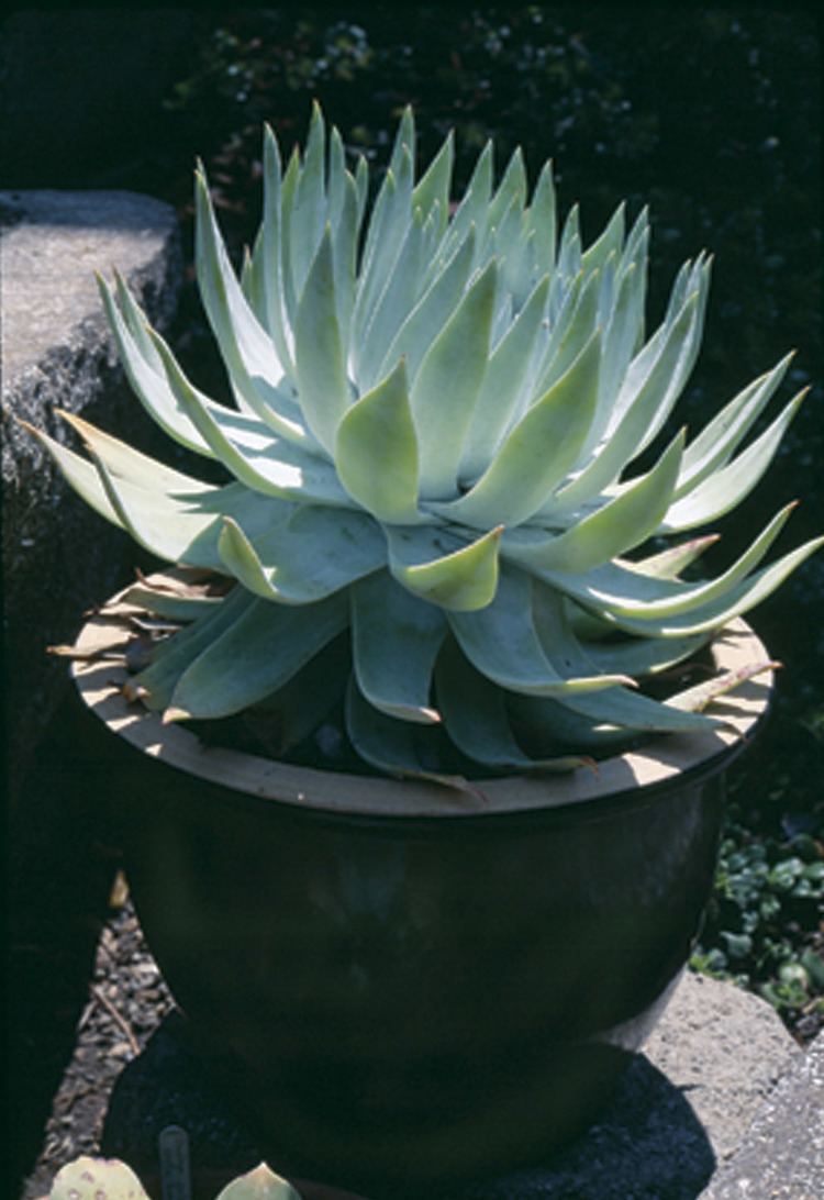 Dudleya Pacific Horticulture Society California Native Plants for the