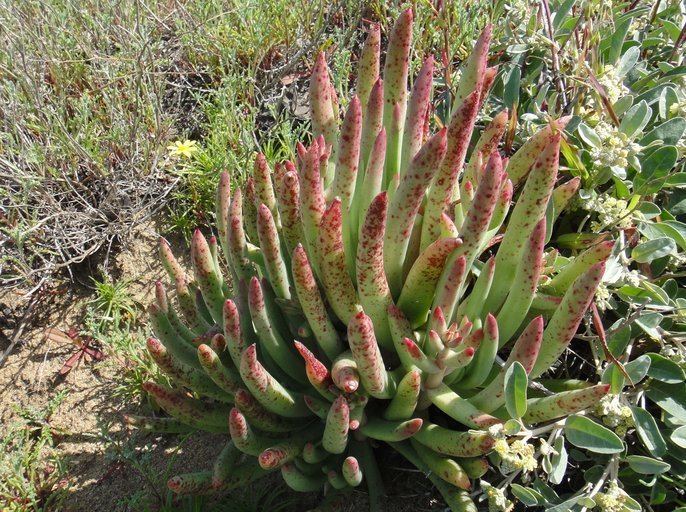 Dudleya edulis CalPhotos Dudleya edulis Fingertips