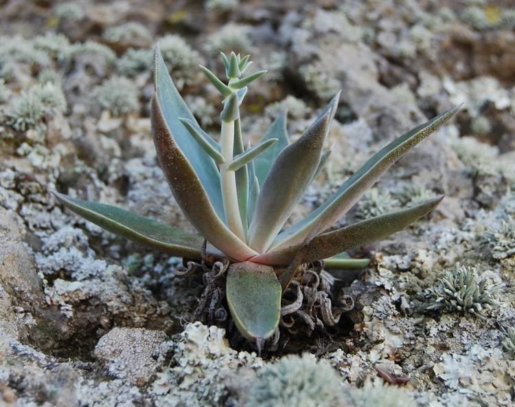 Dudleya lanceolata LanceLeaf LiveForever Native Plants CSU Channel Islands