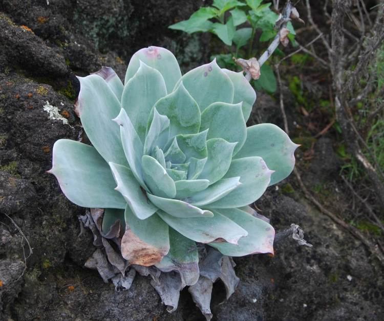 Dudleya pulverulenta Chalk LiveForever Native Plants CSU Channel Islands
