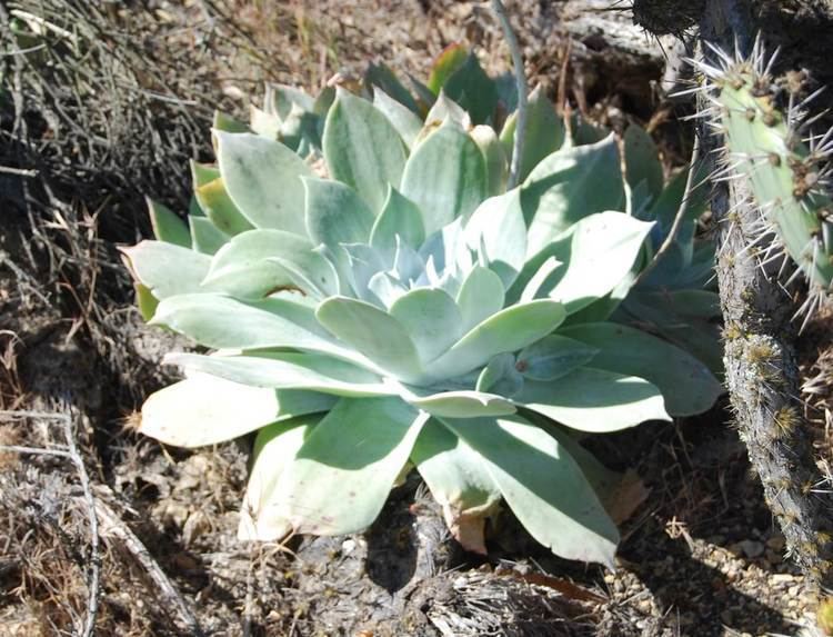 Dudleya pulverulenta Chalk LiveForever Native Plants CSU Channel Islands