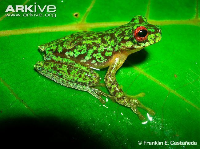 Duellmanohyla Brook frog videos photos and facts Duellmanohyla rufioculis ARKive