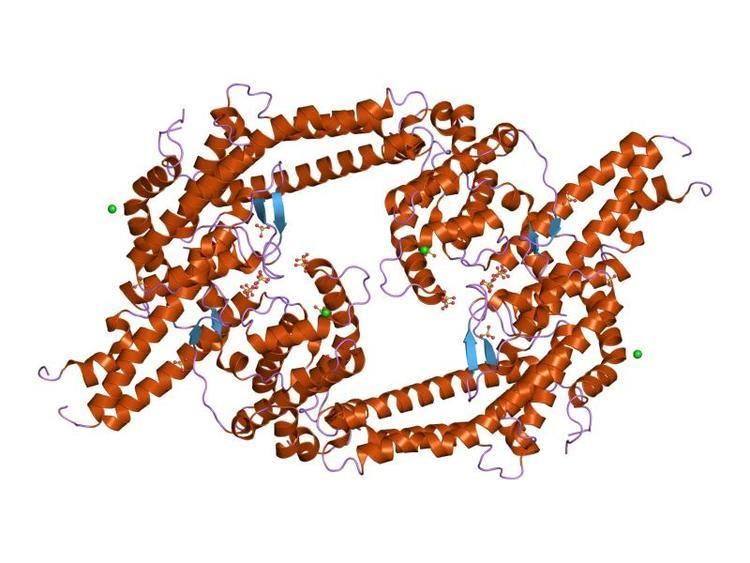 Duffy binding proteins