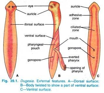 Dugesia Dugesia Tigrina Habitat Structure and Locomotion