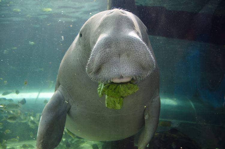 Dugong Dugong Facts History Useful Information and Amazing Pictures