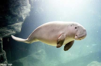 Dugong Dugong ANIMALS And english