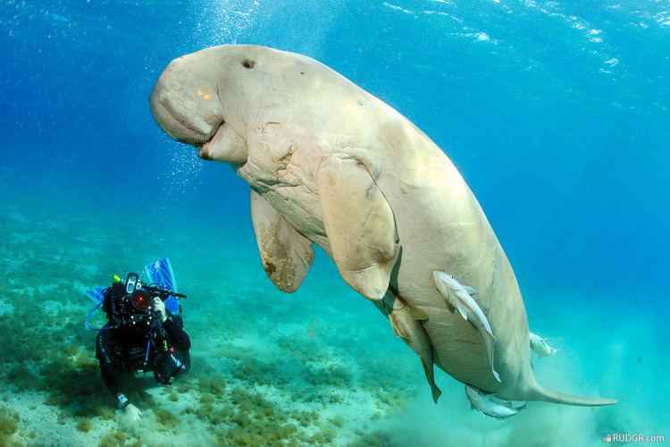 Dugong Dugong Facts History Useful Information and Amazing Pictures