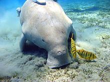 Dugong httpsuploadwikimediaorgwikipediacommonsthu