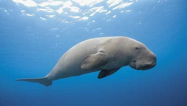 Dugong Dugong Facts History Useful Information and Amazing Pictures