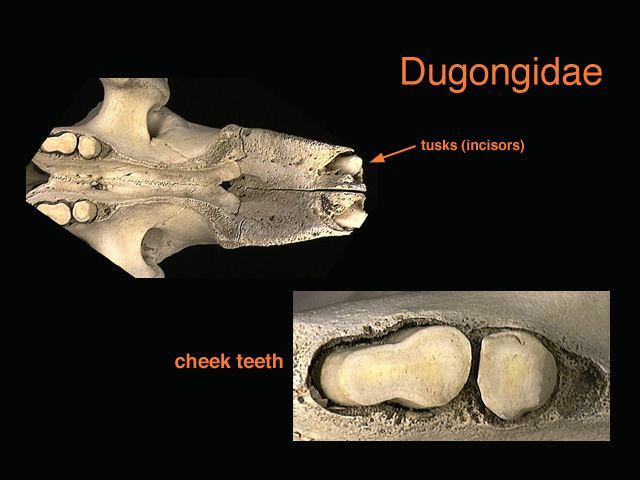 Dugongidae ADW dugongidaejpg