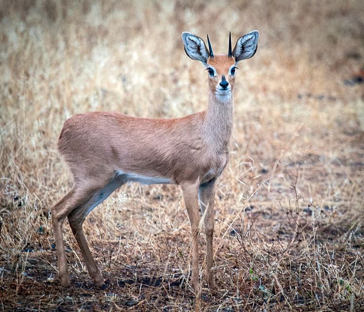 Red-flanked duiker - Wikipedia