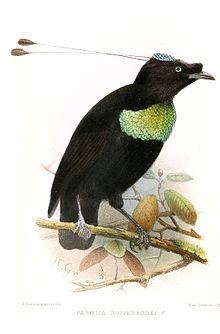 Duivenbode's six-wired bird of paradise httpsuploadwikimediaorgwikipediacommonsthu