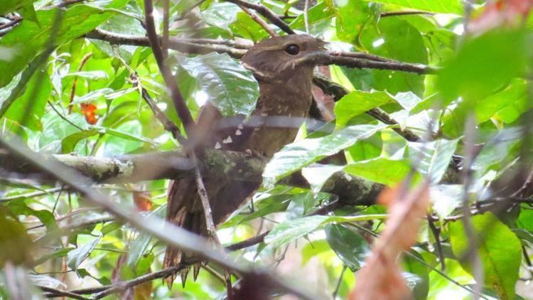 Dulit frogmouth Dulit Frogmouth Batrachostomus harterti videos photos and sound