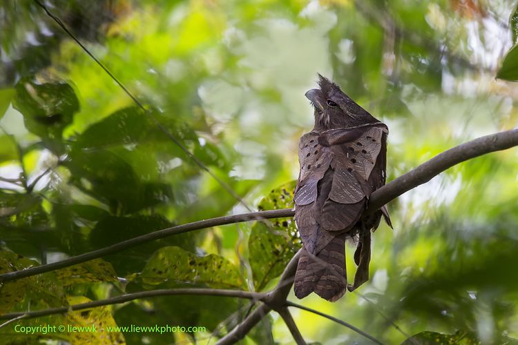 Dulit frogmouth liewwkphotocom Dulit Frogmouth a rare Borneo Endemic