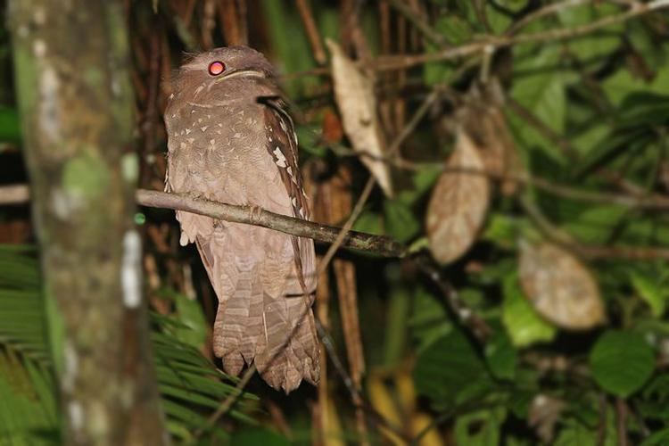 Dulit frogmouth Dulit Frogmouth Batrachostomus harterti videos photos and sound