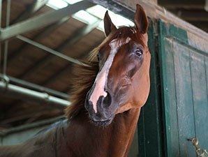 Dullahan (horse) JustRetired Dullahan Euthanized Due to Colic BloodHorsecom