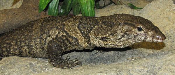 Dumeril's monitor Obscure and attractive monitor lizards to know and love Scientific