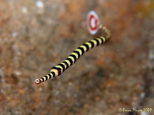 Dunckerocampus Ringed Pipefish Dunckerocampus dactyliophorus I wish the Flickr