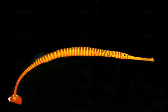 Dunckerocampus Photo Dunckerocampus pessuliferus yellow band Pipefish Image 1111414