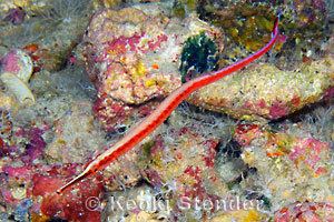 Dunckerocampus Redstripe Pipefish Dunckerocampus baldwini