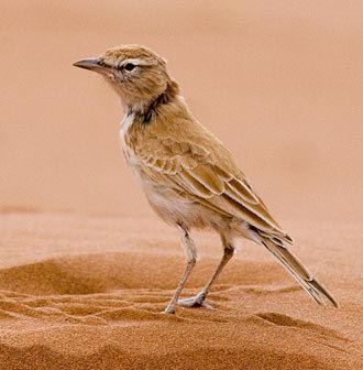 Dune lark Namibia and Okavango Bird Tours with BIRDING AFRICA Pel39s Fishing