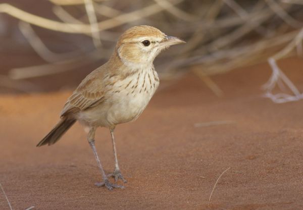 Dune lark Dune Lark Calendulauda erythrochlamys Buckham Birding