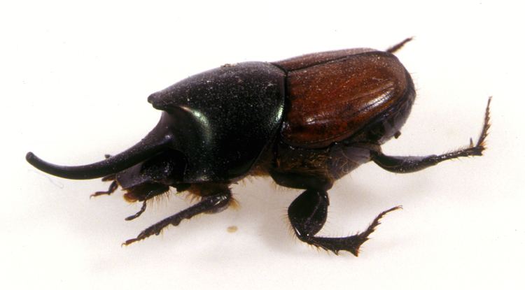Dung beetle Dung beetle Wikipedia