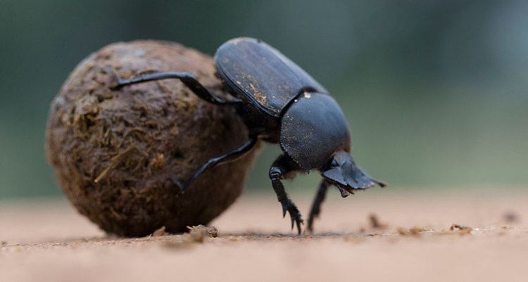 Dung beetle Color of light sets dung beetles straight Science News