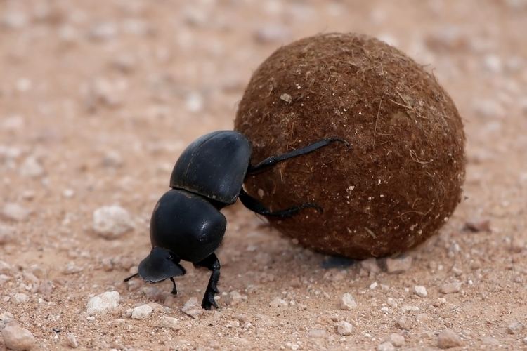 Dung beetle Dung Beetles Use the Milky Way to Navigate