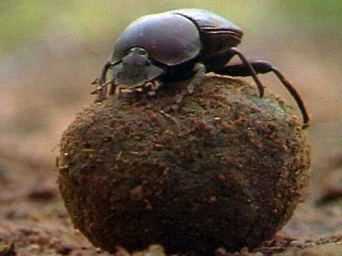 Dung beetle pmdvodnationalgeographiccomNGVideoDEV100340
