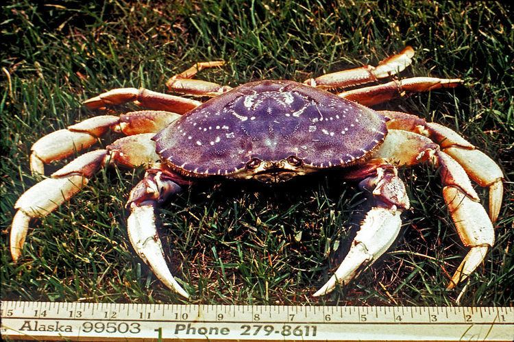 Dungeness crab Dungeness crab Wikipedia