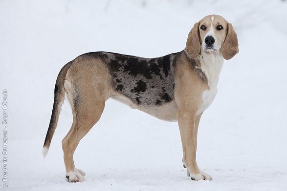 Dunker 1000 images about Dunker on Pinterest Coats Homemade dog treats