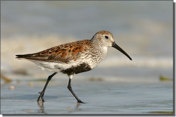 Dunlin Dunlins in the Great Plains