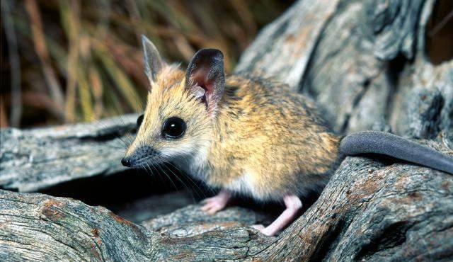 Dunnart Fattailed Dunnart Biodiversity of the Western Volcanic Plains